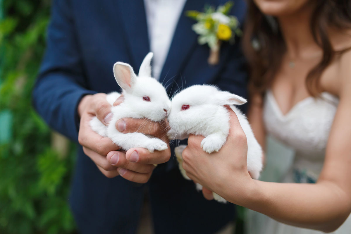 Convier votre animal de compagnie à votre mariage? Un choix à double tranchant 15 Depositphotos 115973404 XL