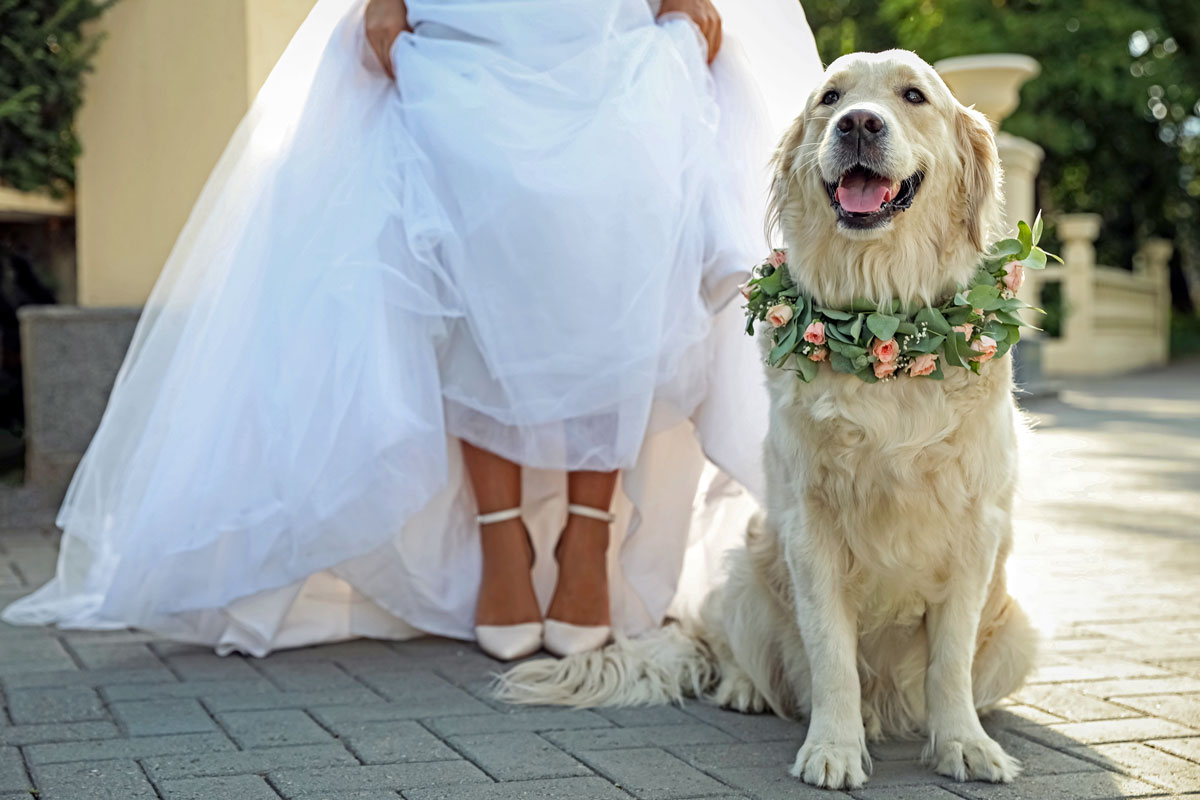 Convier votre animal de compagnie à votre mariage? Un choix à double tranchant 16 Depositphotos 424465024 XL