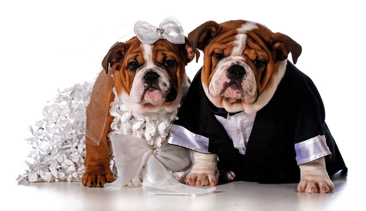 Convier votre animal de compagnie à votre mariage? Un choix à double tranchant 20 Depositphotos 61119287 XL
