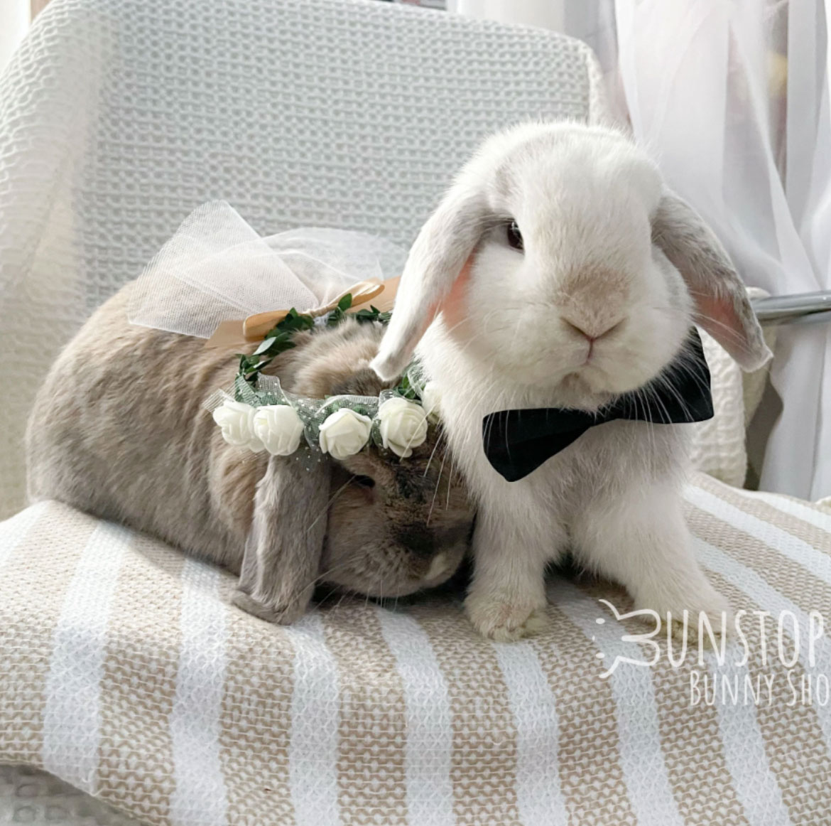 Convier votre animal de compagnie à votre mariage? Un choix à double tranchant 21 Lapin4